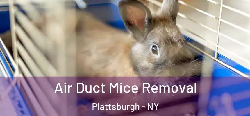  Air Duct Mice Removal Plattsburgh - NY