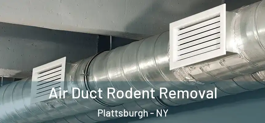 Air Duct Rodent Removal Plattsburgh - NY