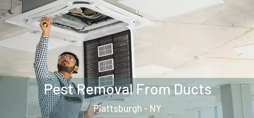  Pest Removal From Ducts Plattsburgh - NY