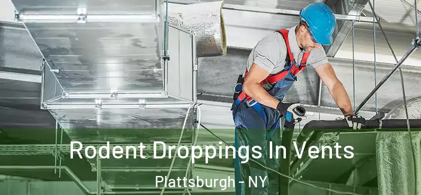 Rodent Droppings In Vents Plattsburgh - NY
